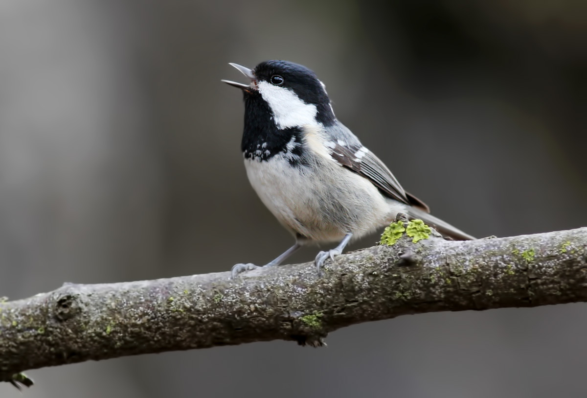 Çam baştankarası » Coal Tit » Periparus ater