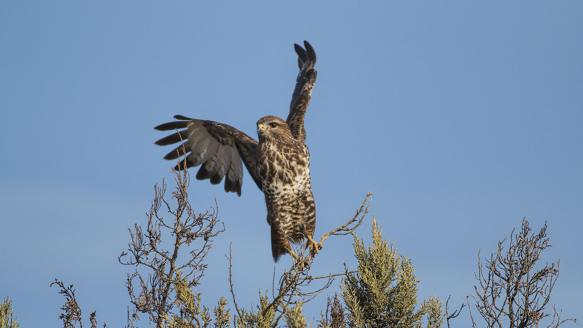 Şahin » Common Buzzard » Buteo buteo