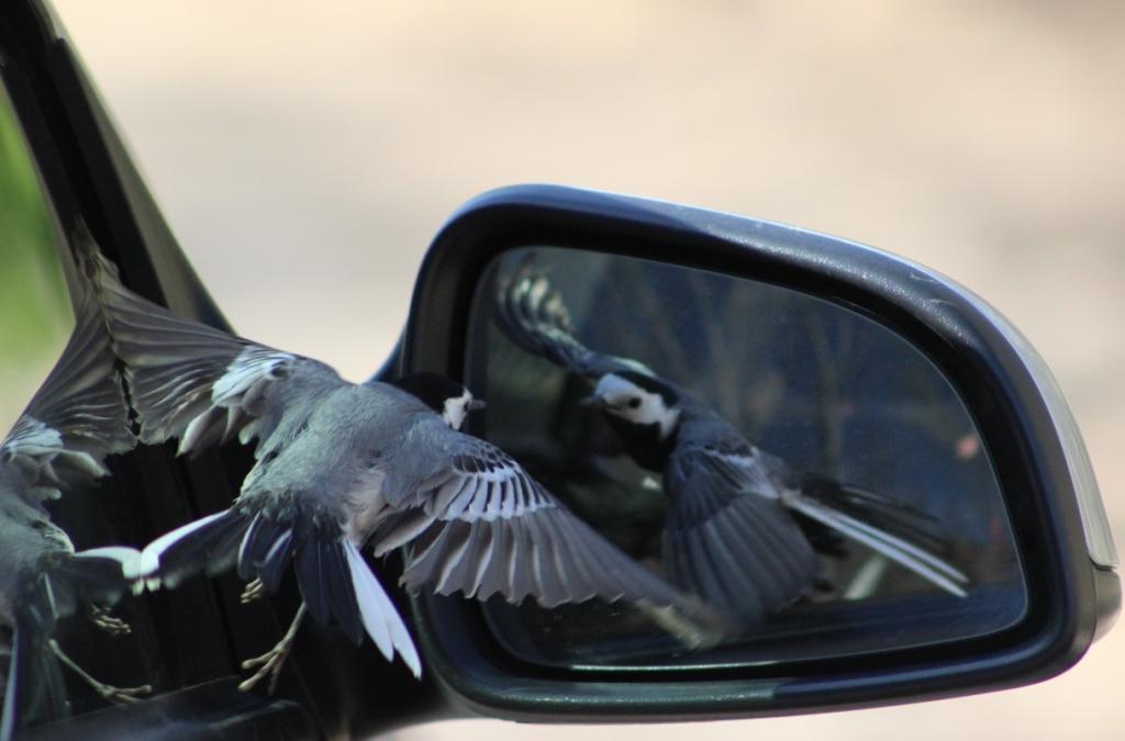 Ak kuyruksallayan » White Wagtail » Motacilla alba