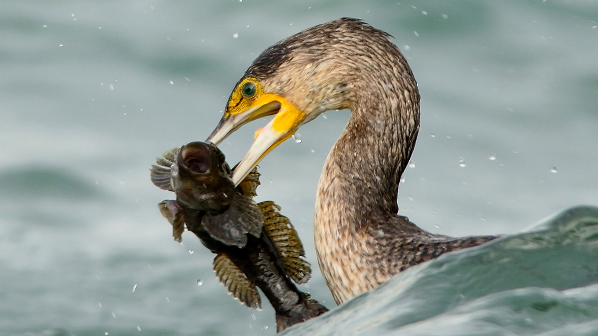 Karabatak » Great Cormorant » Phalacrocorax carbo
