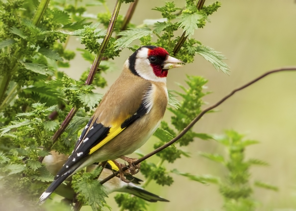 Saka » European Goldfinch » Carduelis carduelis