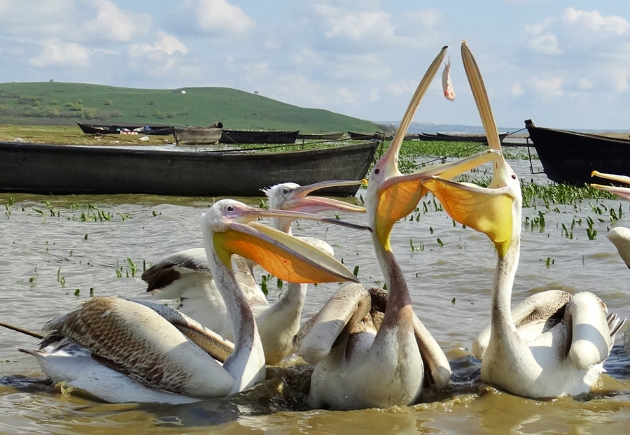 Ak pelikan » Great White Pelican » Pelecanus onocrotalus