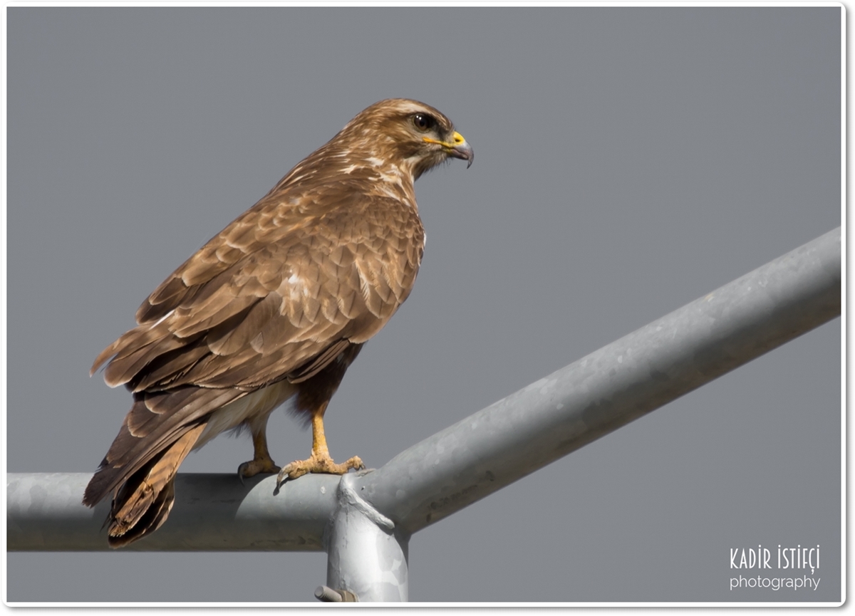 Şahin » Common Buzzard » Buteo buteo