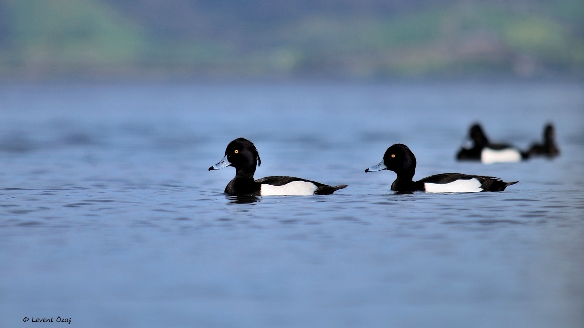 Tepeli patka » Tufted Duck » Aythya fuligula