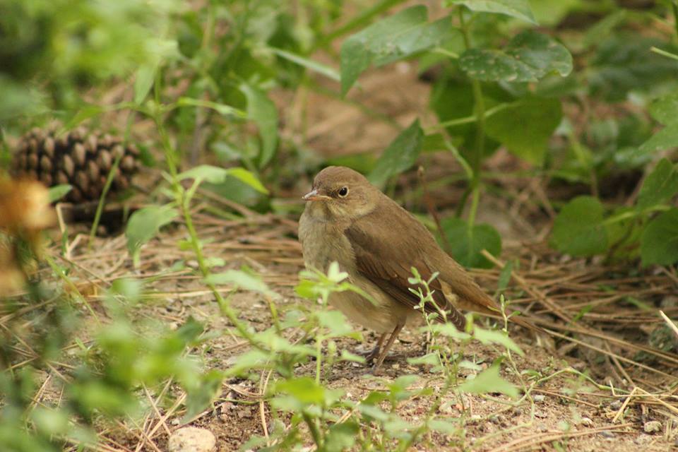 Benekli bülbül » Thrush Nightingale » Luscinia luscinia