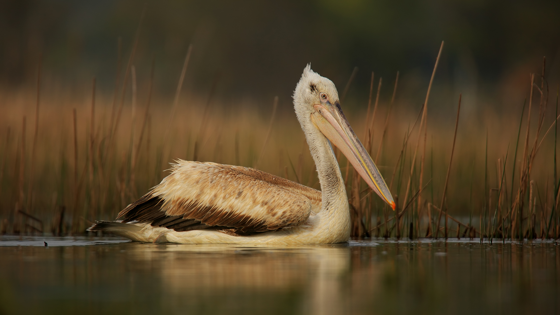 Tepeli pelikan » Dalmatian Pelican » Pelecanus crispus