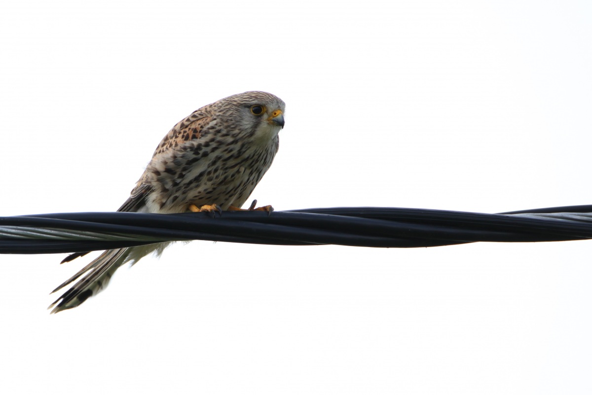 Kerkenez » Common Kestrel » Falco tinnunculus