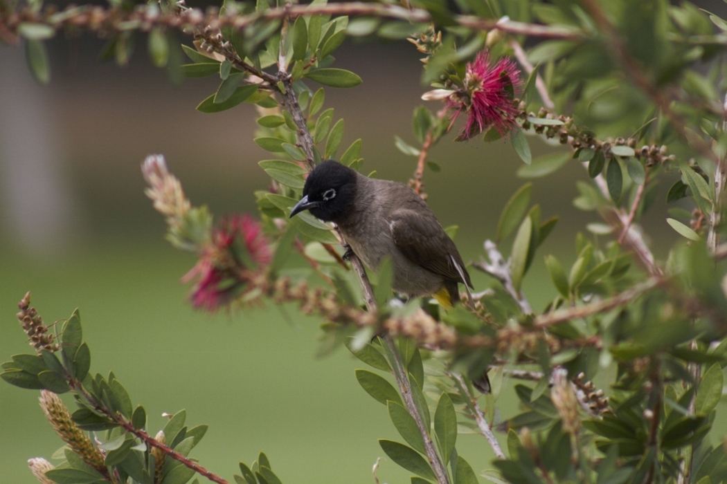 Arapbülbülü » White-spectacled Bulbul » Pycnonotus xanthopygos