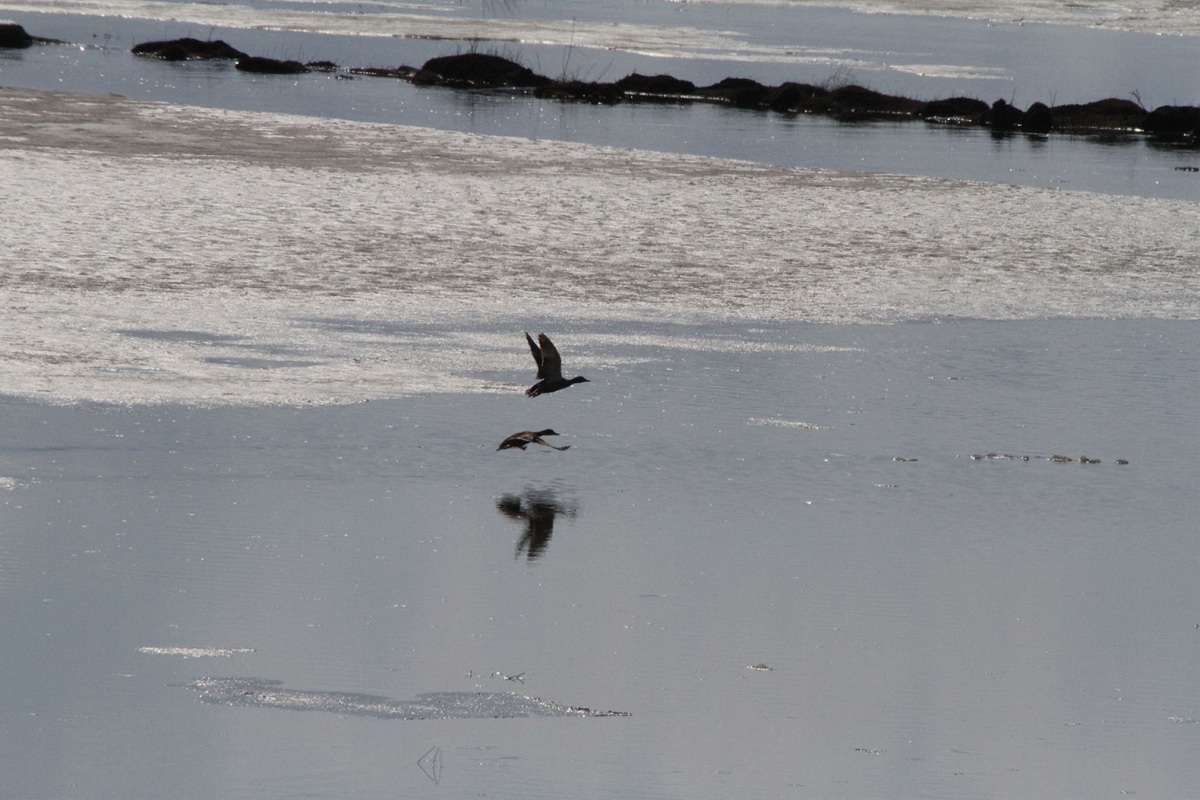 Yeşilbaş » Mallard » Anas platyrhynchos