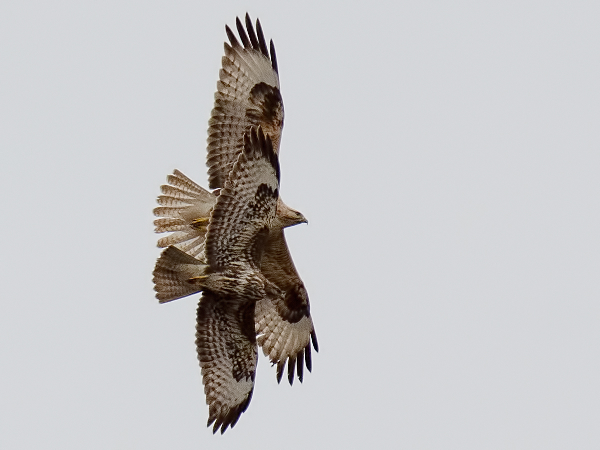 Şahin » Common Buzzard » Buteo buteo
