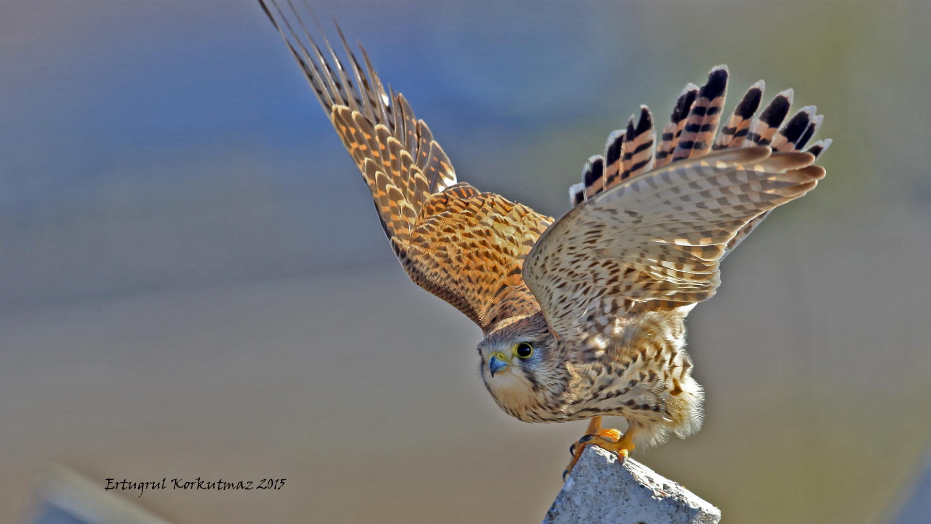 Kerkenez » Common Kestrel » Falco tinnunculus