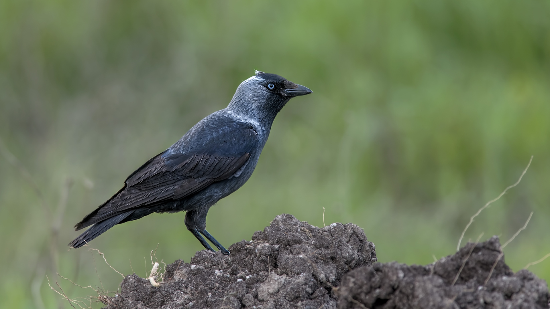 Küçük karga » Western Jackdaw » Coloeus monedula
