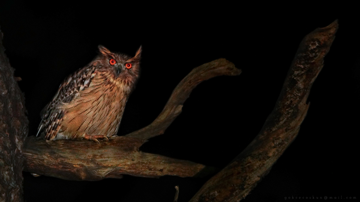 Balık baykuşu » Brown Fish Owl » Ketupa zeylonensis