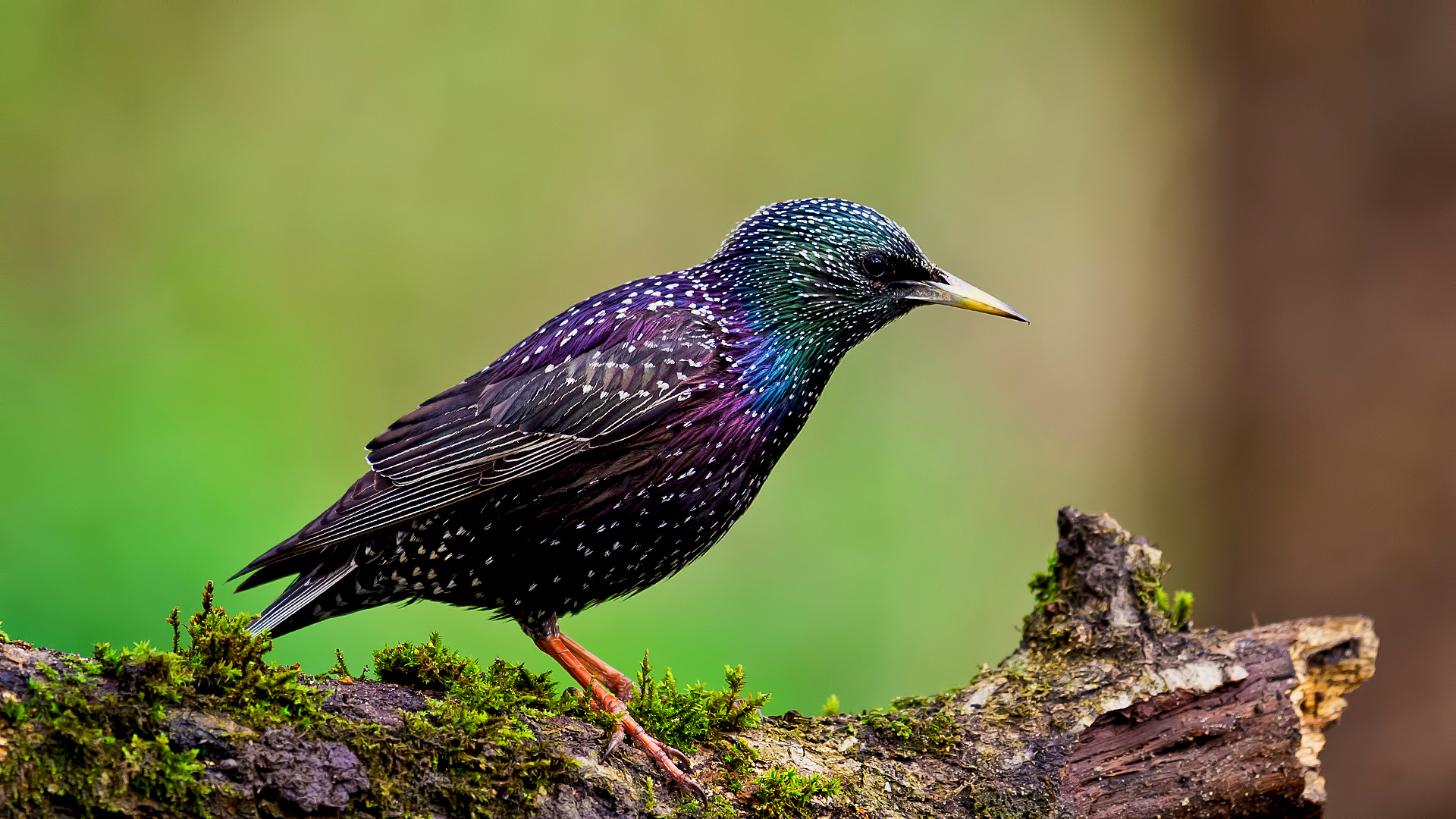 Sığırcık » Common Starling » Sturnus vulgaris