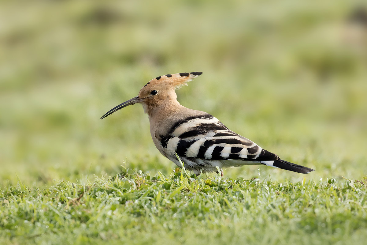 İbibik » Eurasian Hoopoe » Upupa epops