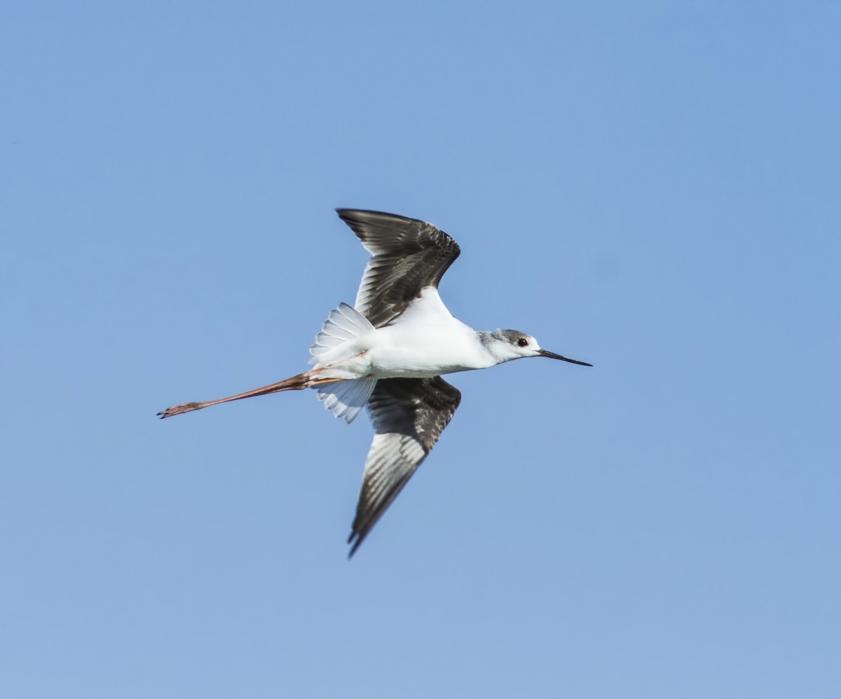 Uzunbacak » Black-winged Stilt » Himantopus himantopus