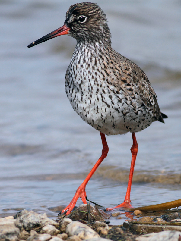 Kızılbacak » Common Redshank » Tringa totanus