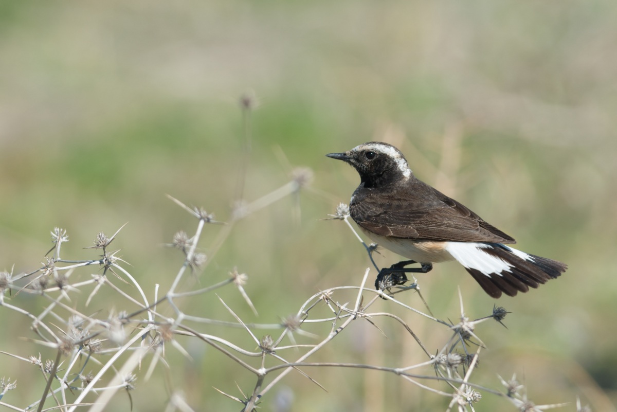 Kıbrıs kuyrukkakanı » Cyprus Wheatear » Oenanthe cypriaca