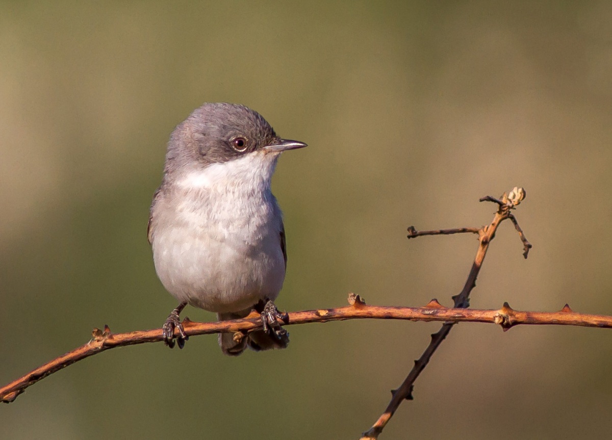 Küçük akgerdanlı ötleğen » Lesser Whitethroat » Sylvia curruca