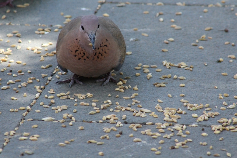 Küçük kumru » Laughing Dove » Spilopelia senegalensis