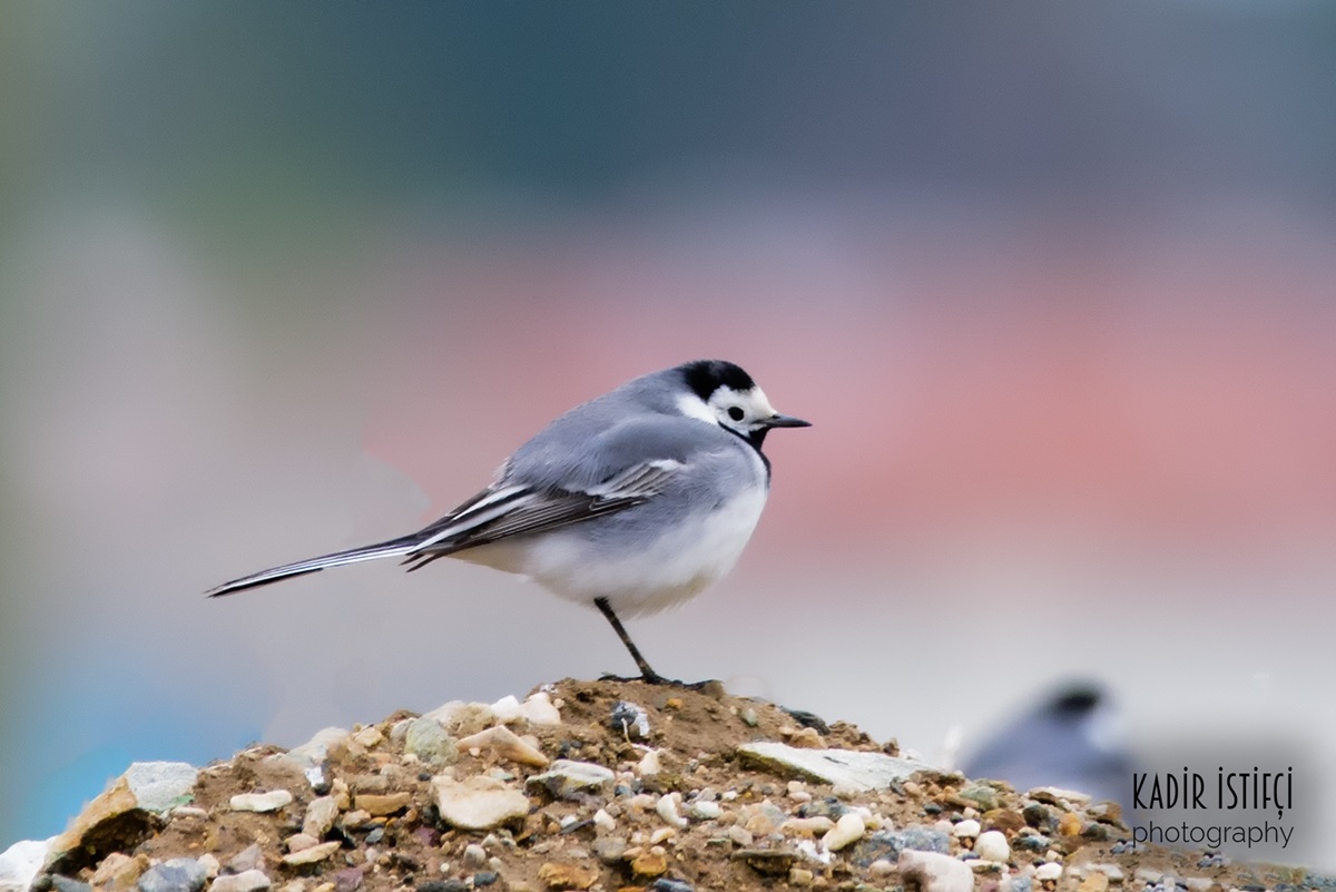 Ak kuyruksallayan » White Wagtail » Motacilla alba