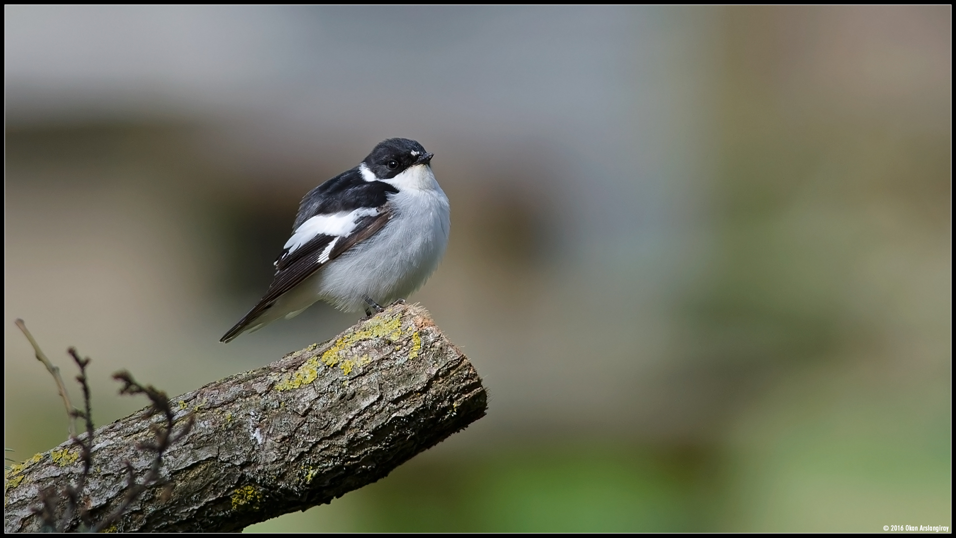 Alaca sinekkapan » Semicollared Flycatcher » Ficedula semitorquata