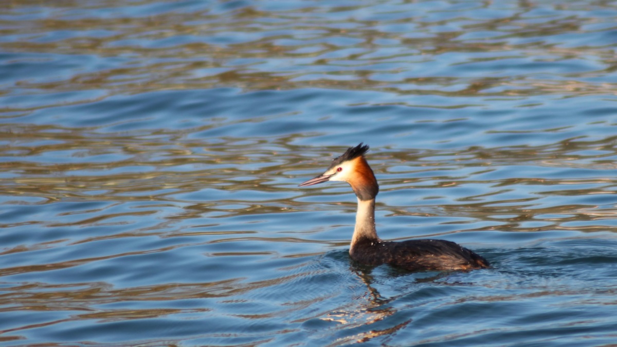 Bahri » Great Crested Grebe » Podiceps cristatus
