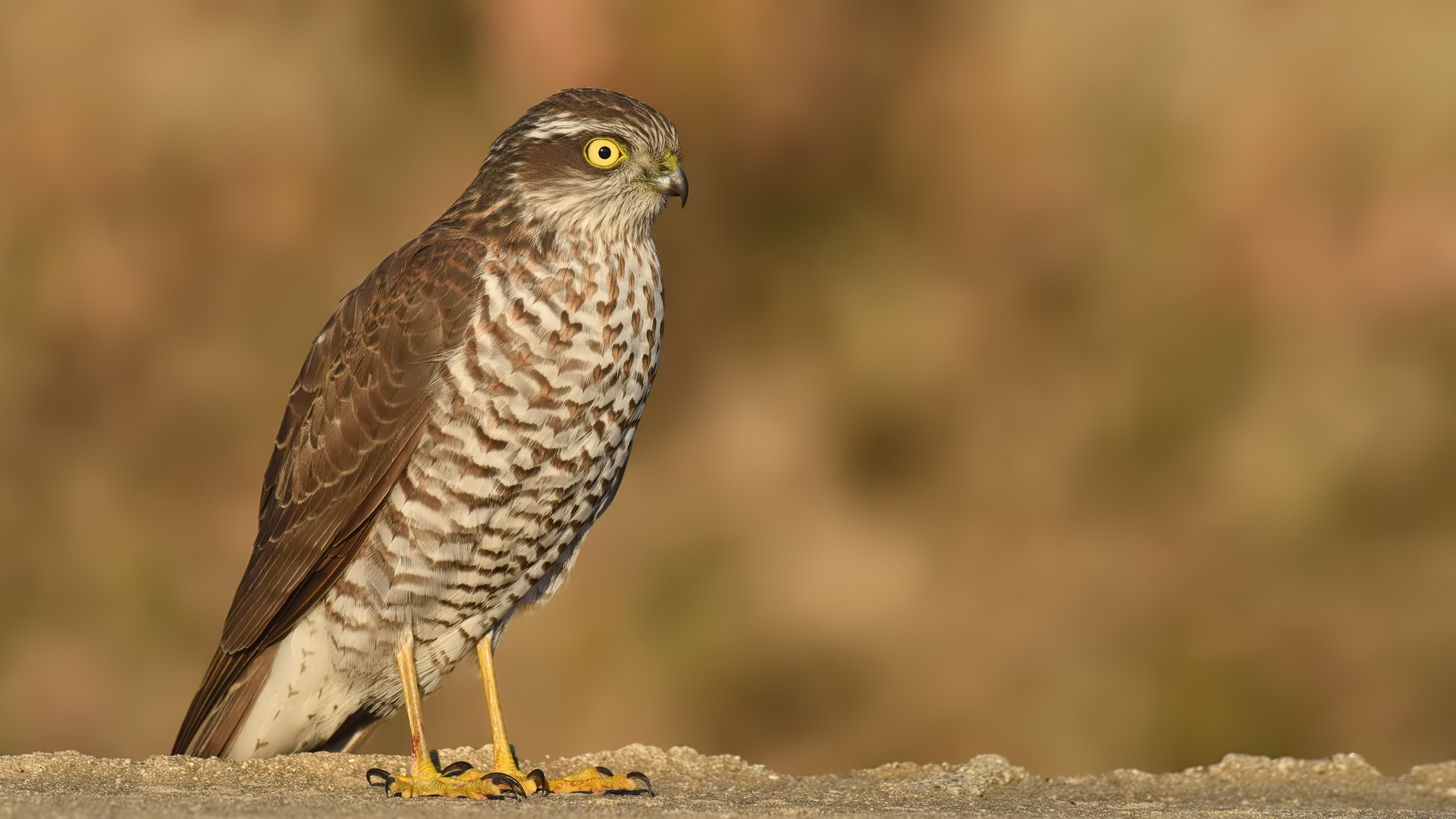 Atmaca » Eurasian Sparrowhawk » Accipiter nisus