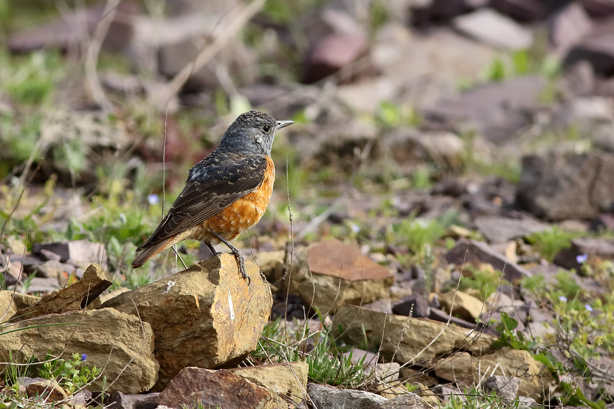 Taşkızılı » Common Rock Thrush » Monticola saxatilis