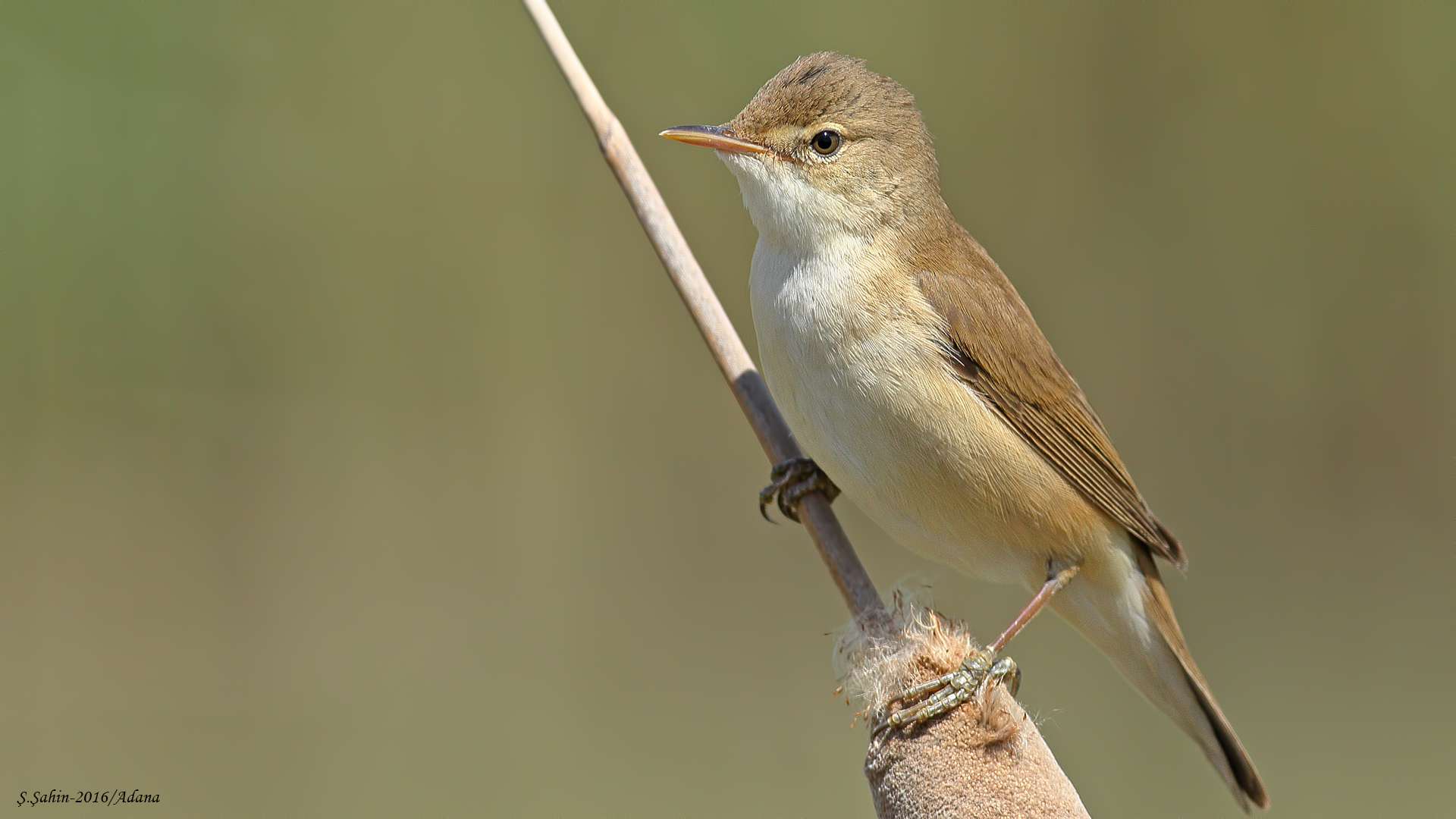 Saz kamışçını » Common Reed Warbler » Acrocephalus scirpaceus