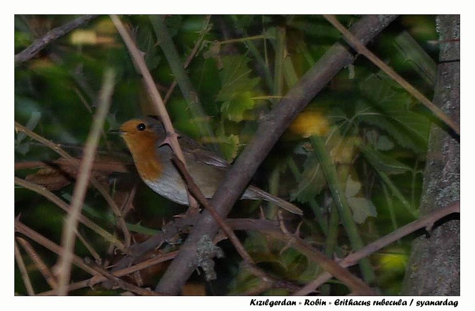Kızılgerdan » European Robin » Erithacus rubecula
