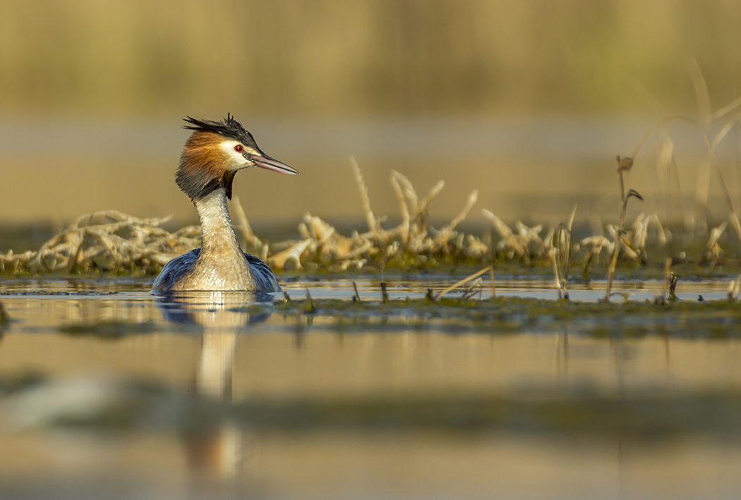 Bahri » Great Crested Grebe » Podiceps cristatus