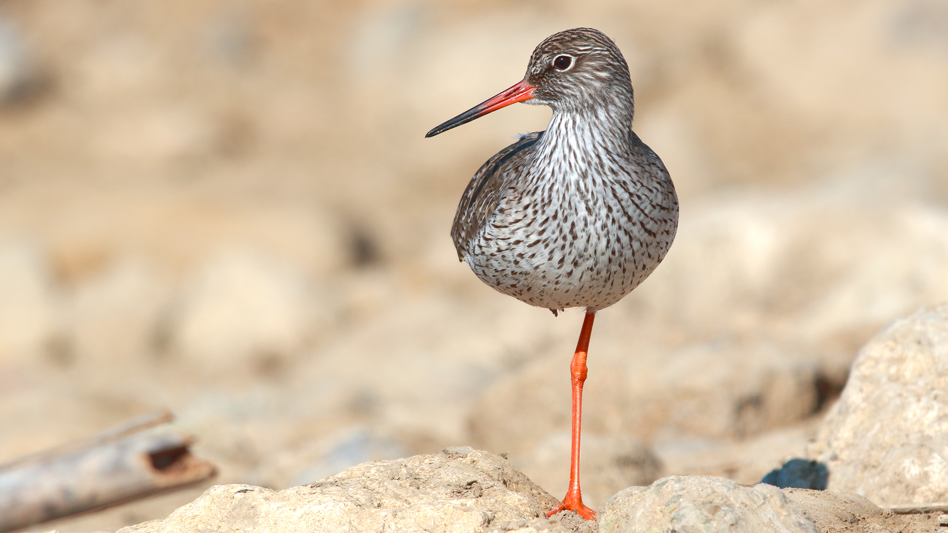 Kızılbacak » Common Redshank » Tringa totanus