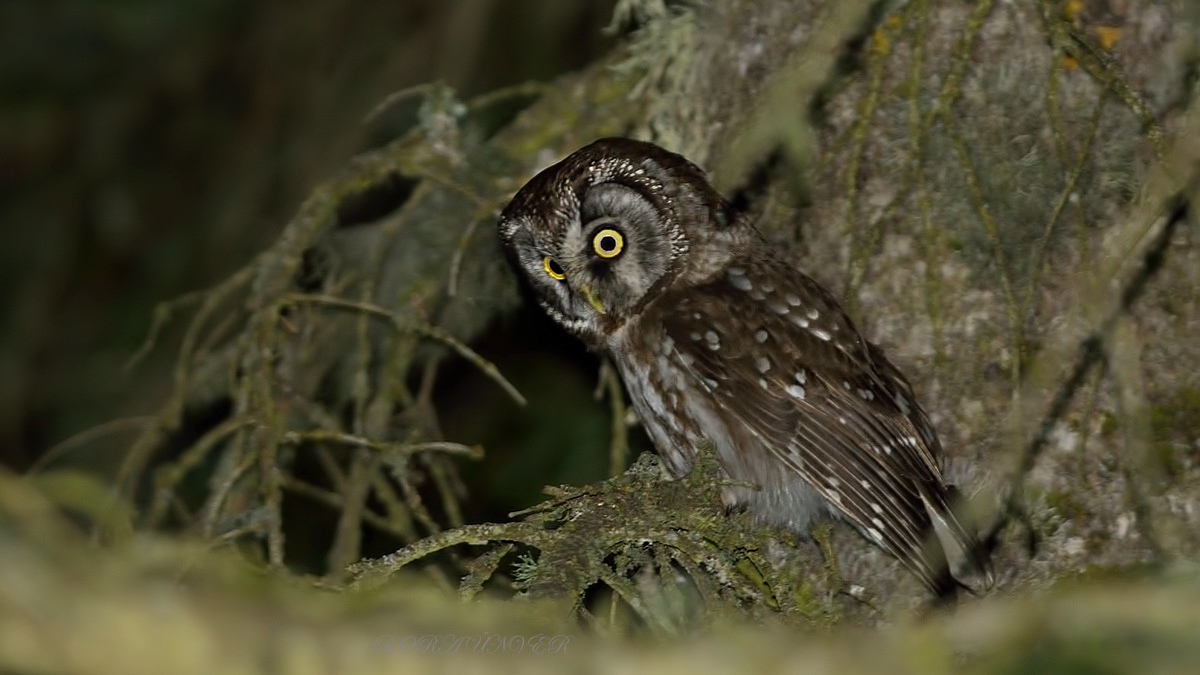 Paçalı baykuş » Boreal Owl » Aegolius funereus