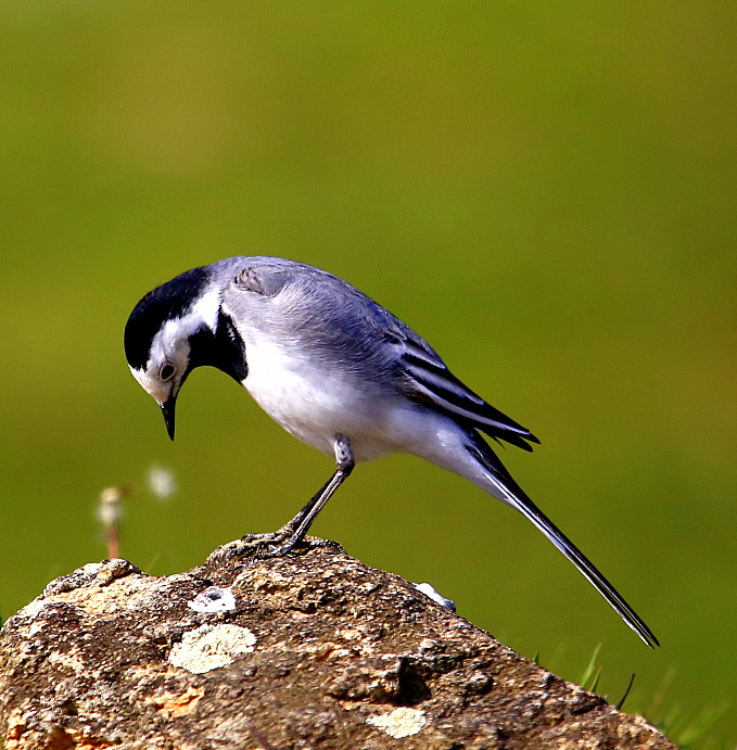 Ak kuyruksallayan » White Wagtail » Motacilla alba