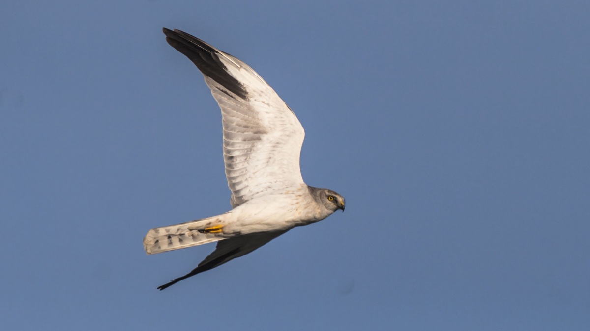Bozkır delicesi » Pallid Harrier » Circus macrourus