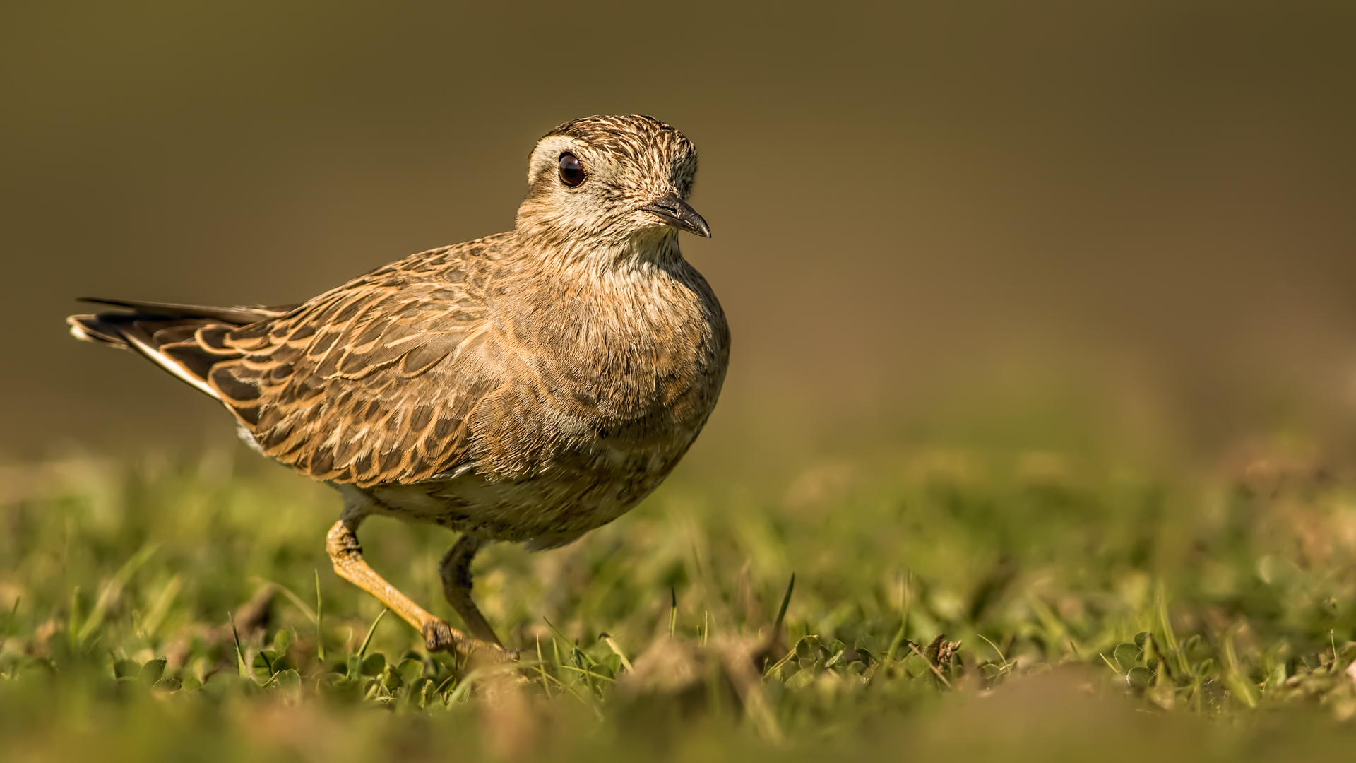 Dağ cılıbıtı » Eurasian Dotterel » Eudromias morinellus 