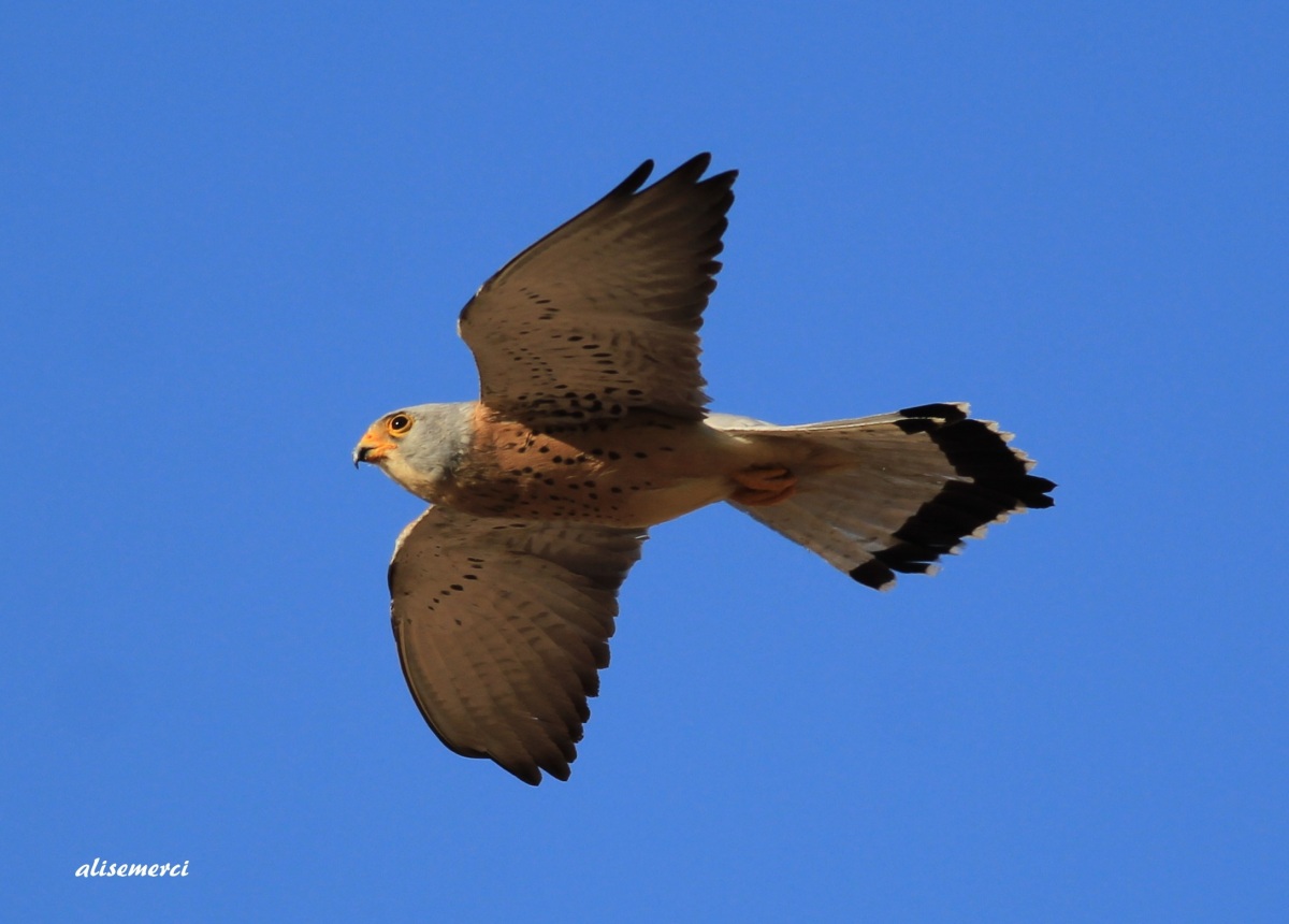 Küçük Kerkenez » Lesser Kestrel » Falco naumanni