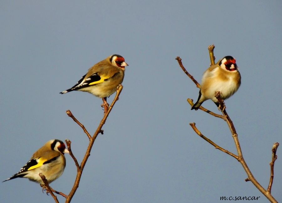 Saka » European Goldfinch » Carduelis carduelis