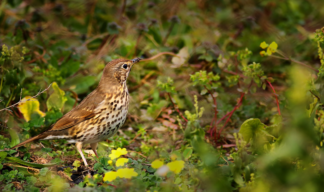 Öter ardıç » Song Thrush » Turdus philomelos