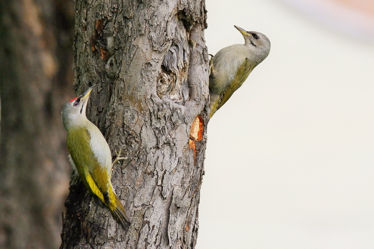 Küçük yeşil ağaçkakan » Grey-headed Woodpecker » Picus canus