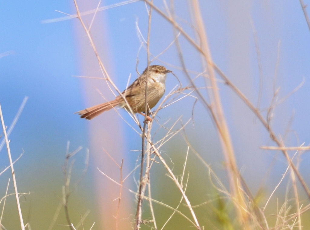 Dikkuyruklu ötleğen » Delicate prinia » Prinia lepida