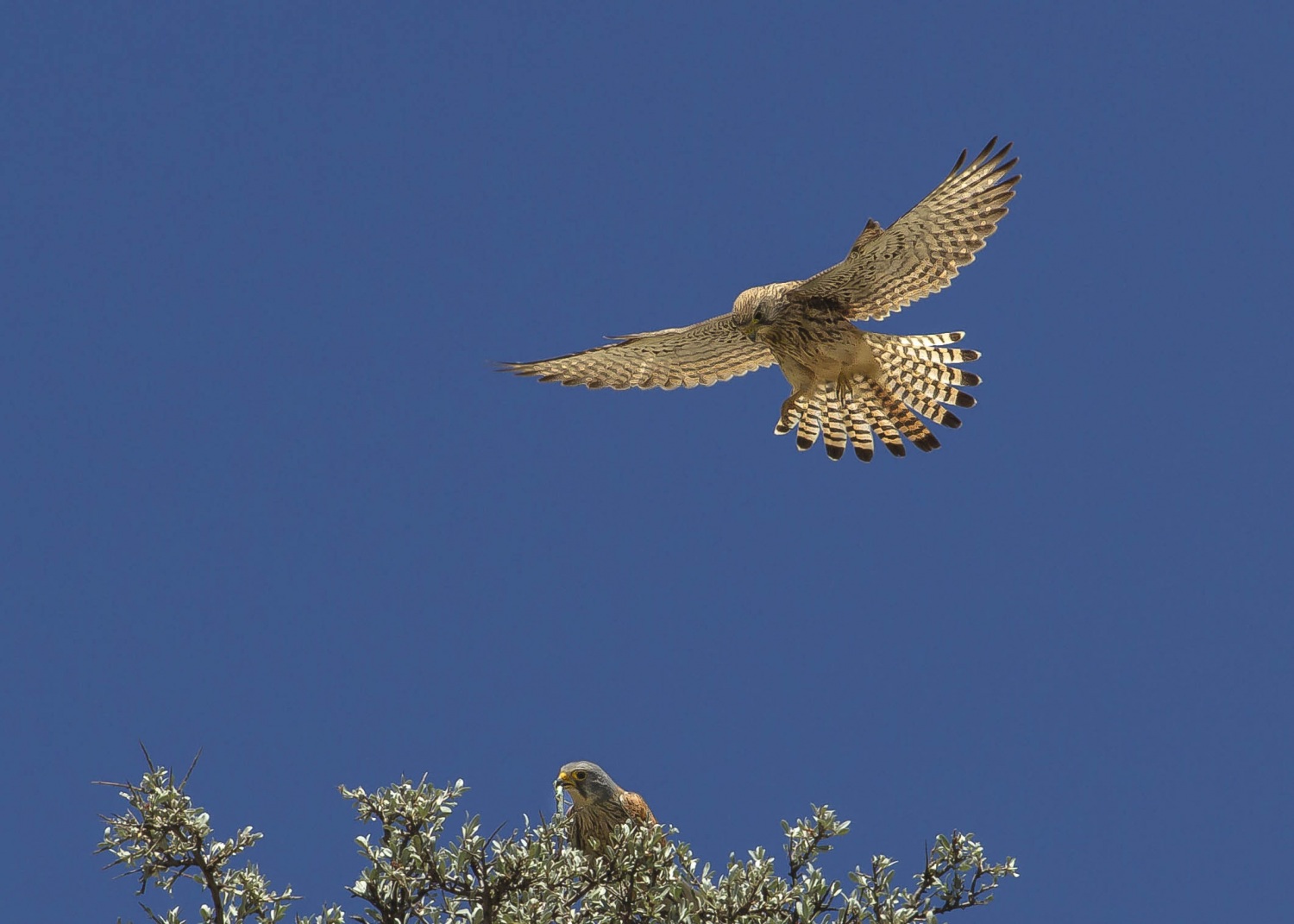 Kerkenez » Common Kestrel » Falco tinnunculus