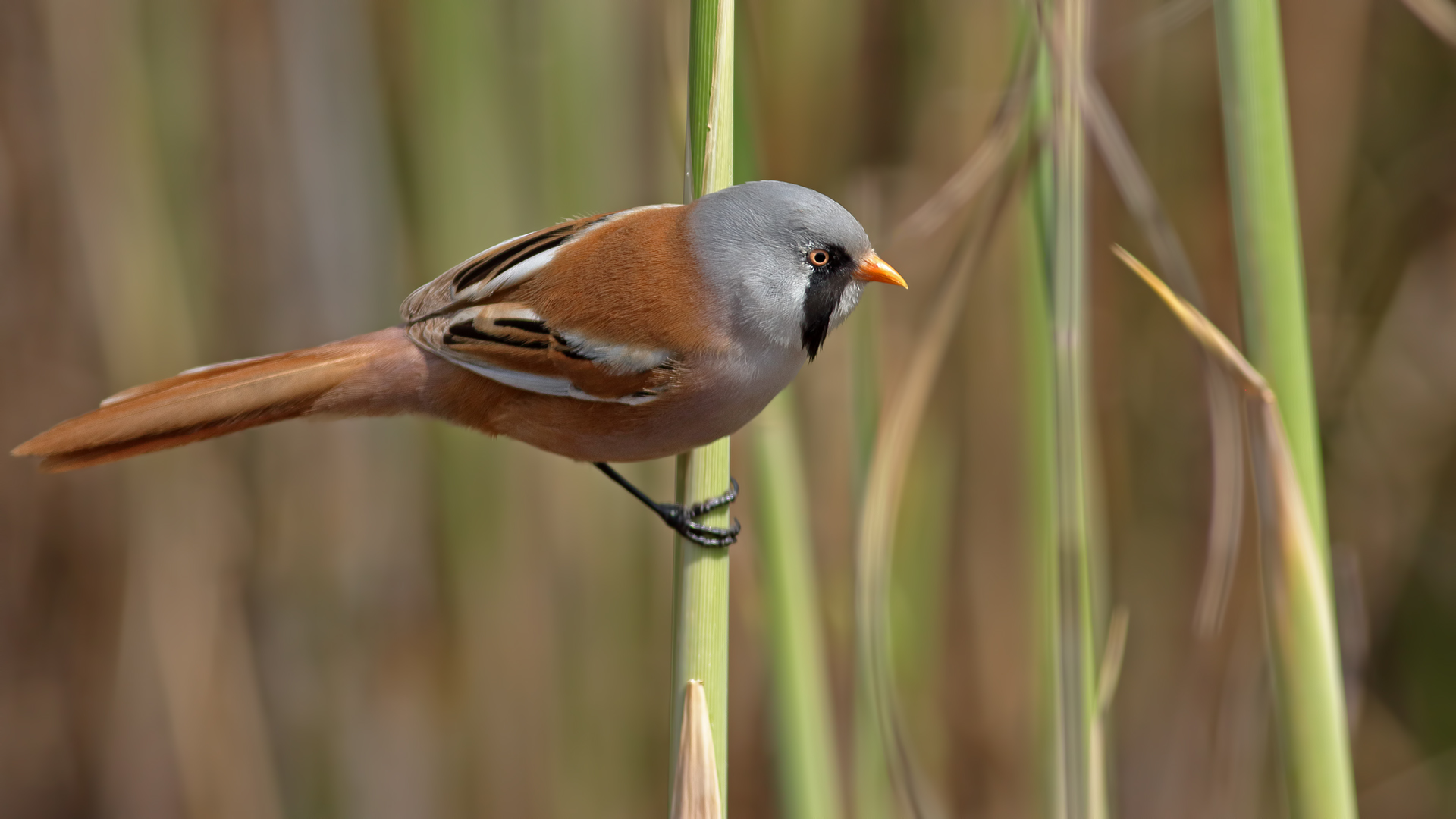 Bıyıklı baştankara » Bearded Reedling » Panurus biarmicus