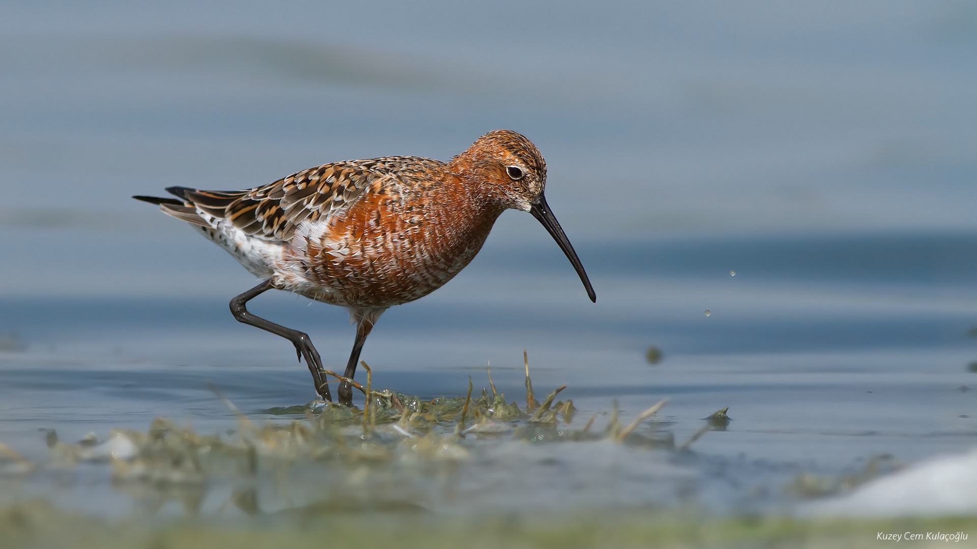 Kızıl kumkuşu » Curlew Sandpiper » Calidris ferruginea