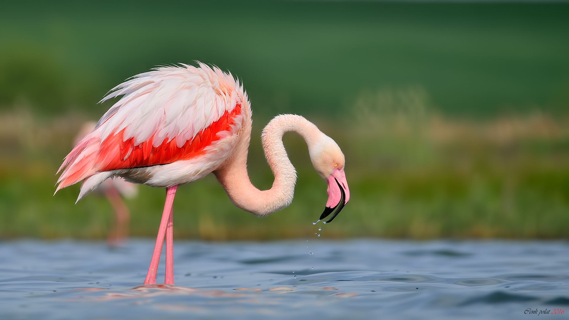 Flamingo » Greater Flamingo » Phoenicopterus roseus