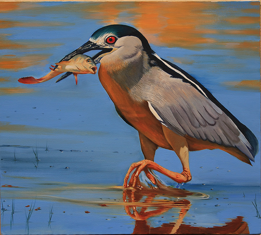 Gece balıkçılı » Black-crowned Night Heron » Nycticorax nycticorax