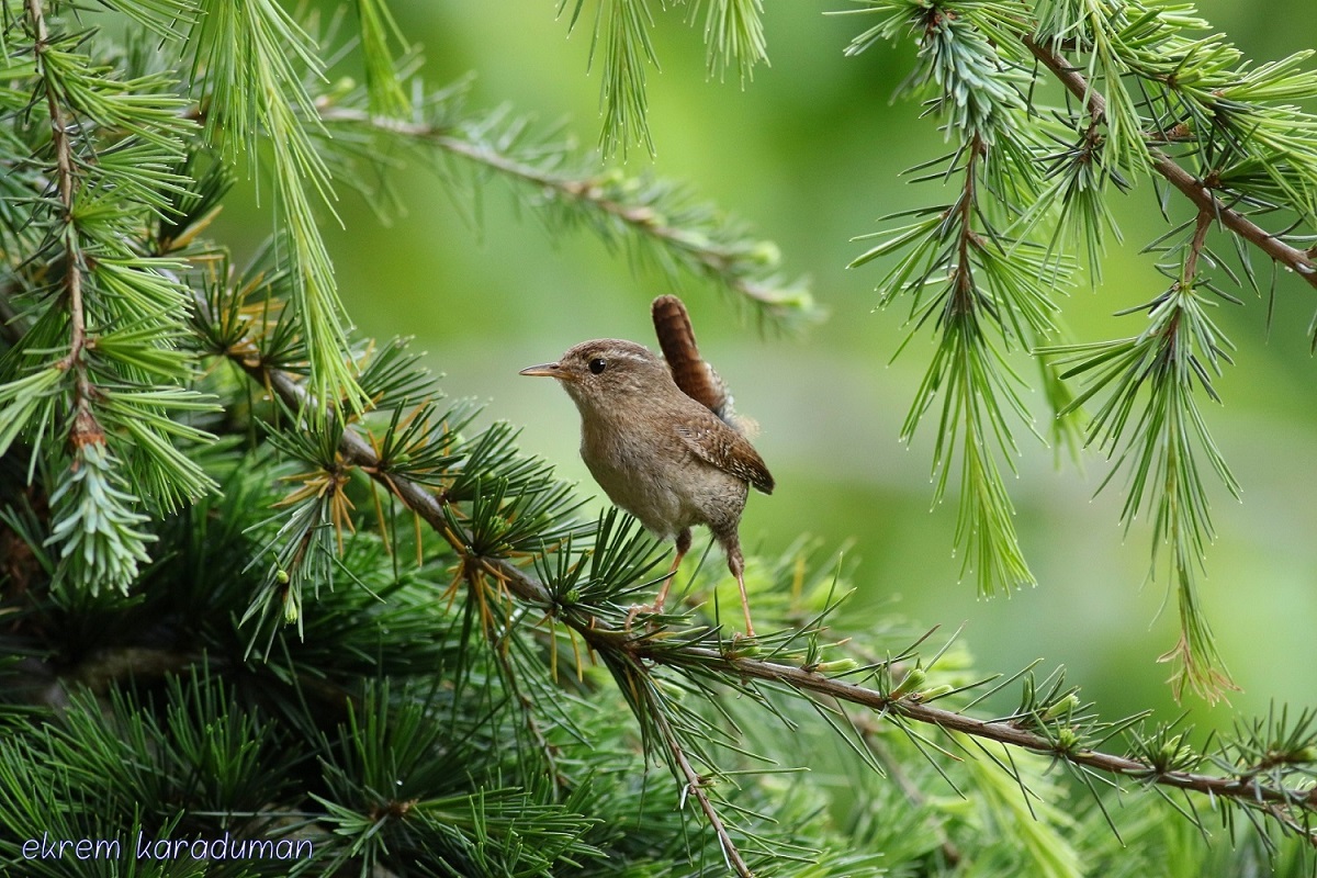 Çitkuşu » Eurasian Wren » Troglodytes troglodytes