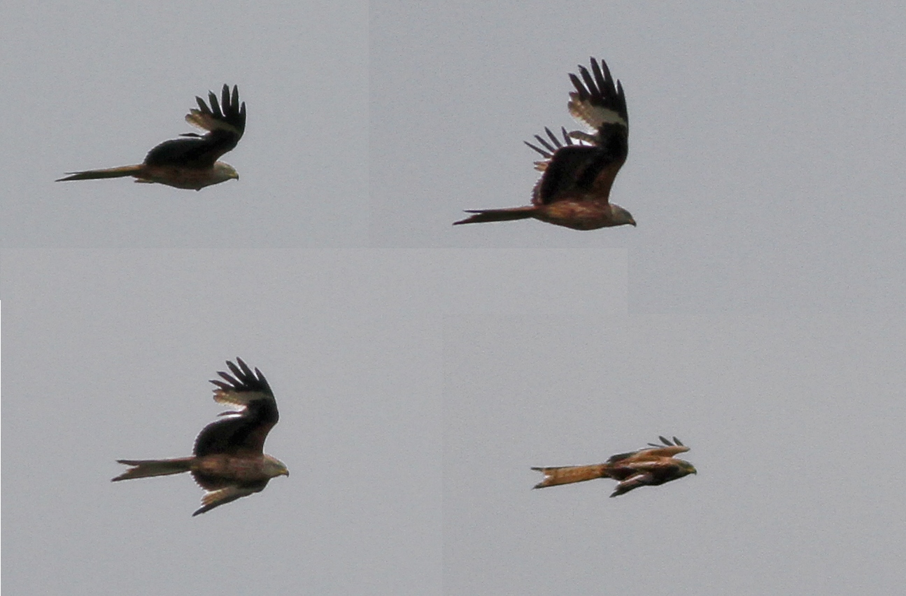 Kızıl çaylak » Red Kite » Milvus milvus