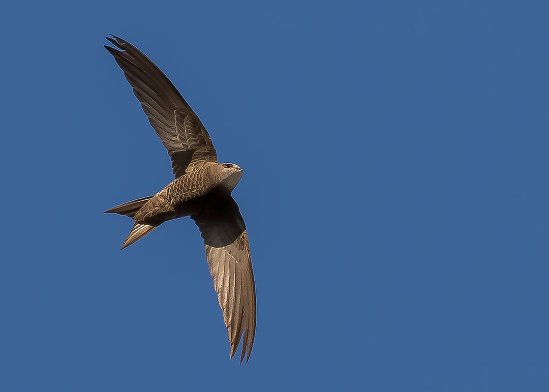 Boz ebabil » Pallid Swift » Apus pallidus